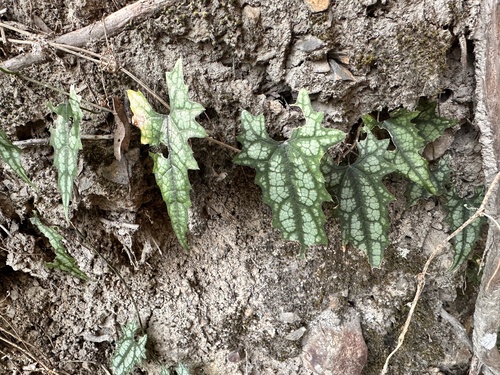 Trichosanthes homophylla iNat (2)