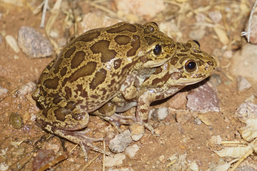 Lowland Burrowing Tree Frog