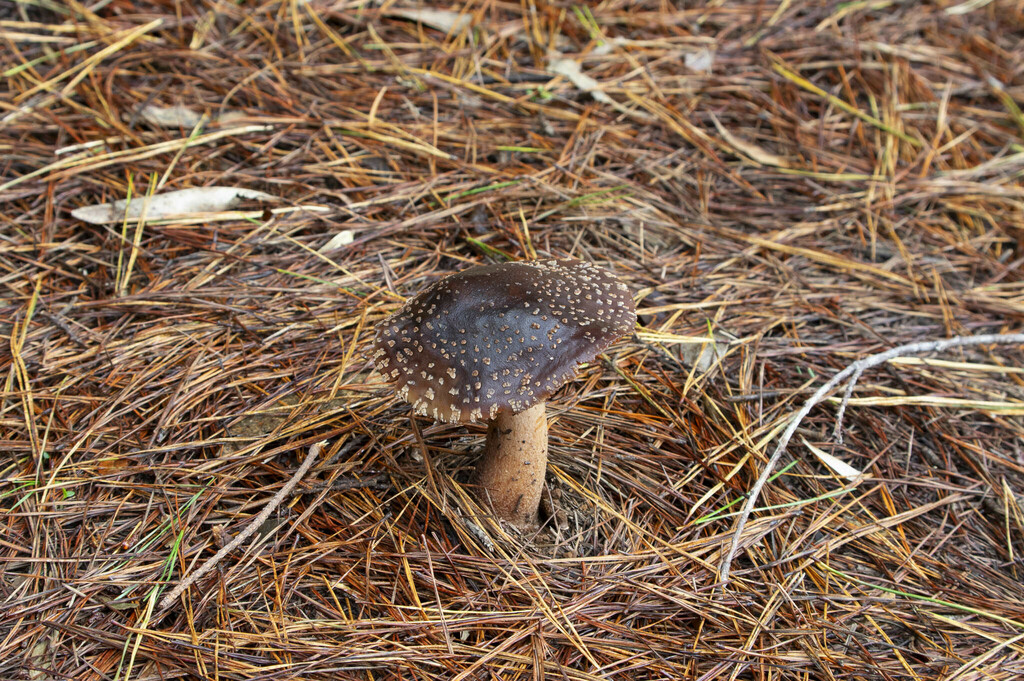 Amanita rubescens · May 2015 · photo: © lartundo (iNaturalist, cc-by)
