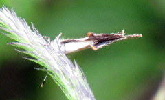 Calycopis origo