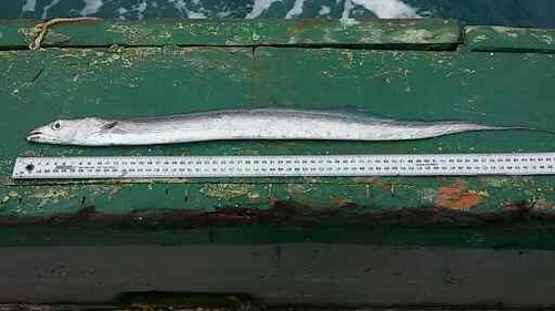 Medium