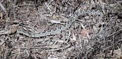 Crotalus ehecatl