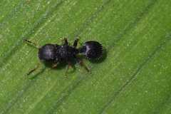 Cataulacus wissmannii