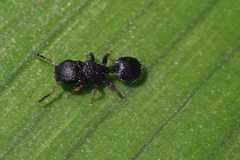 Cataulacus wissmannii