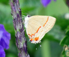 Electrostrymon hugon