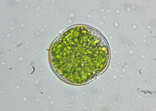 Cosmarium alpestre