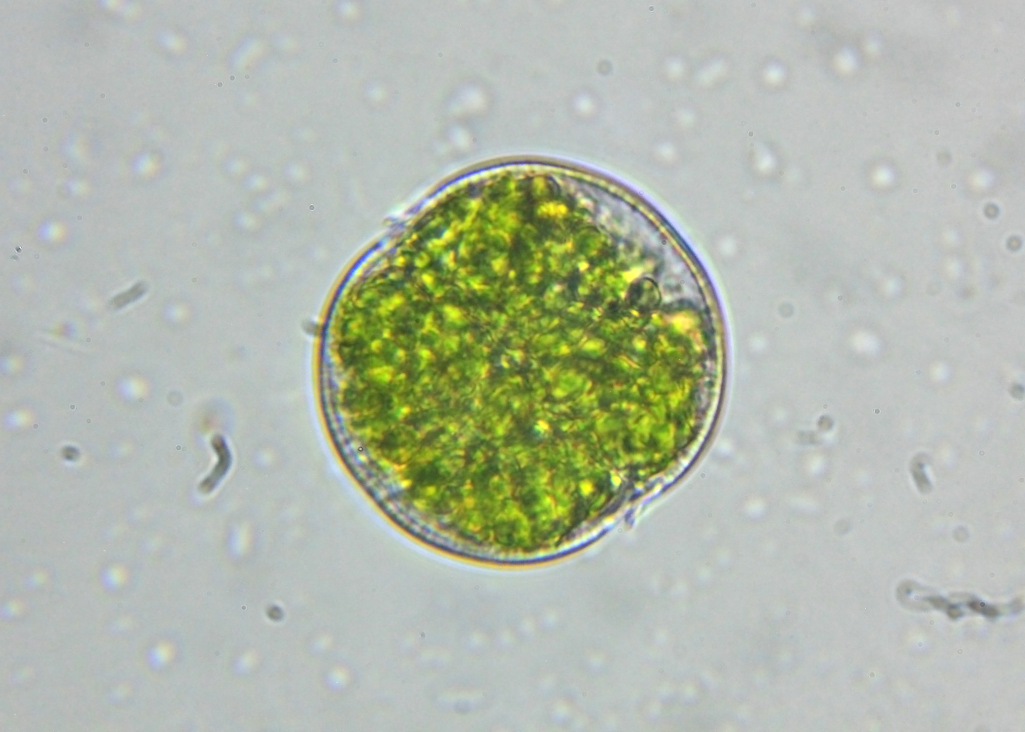 Cosmarium alpestre