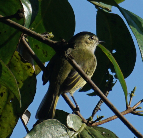 Mistletoe Tyrannulet (Zimmerius parvus), photo 10