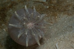 Haloclava capensis
