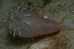 Haloclava capensis