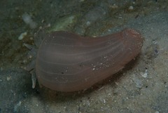 Haloclava capensis