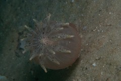Haloclava capensis