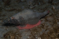 Africofusus ocelliferus