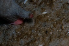 Africofusus ocelliferus