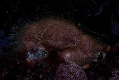 Dromidia hirsutissima
