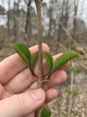 Viburnum plicatum