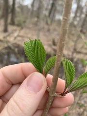 Viburnum plicatum