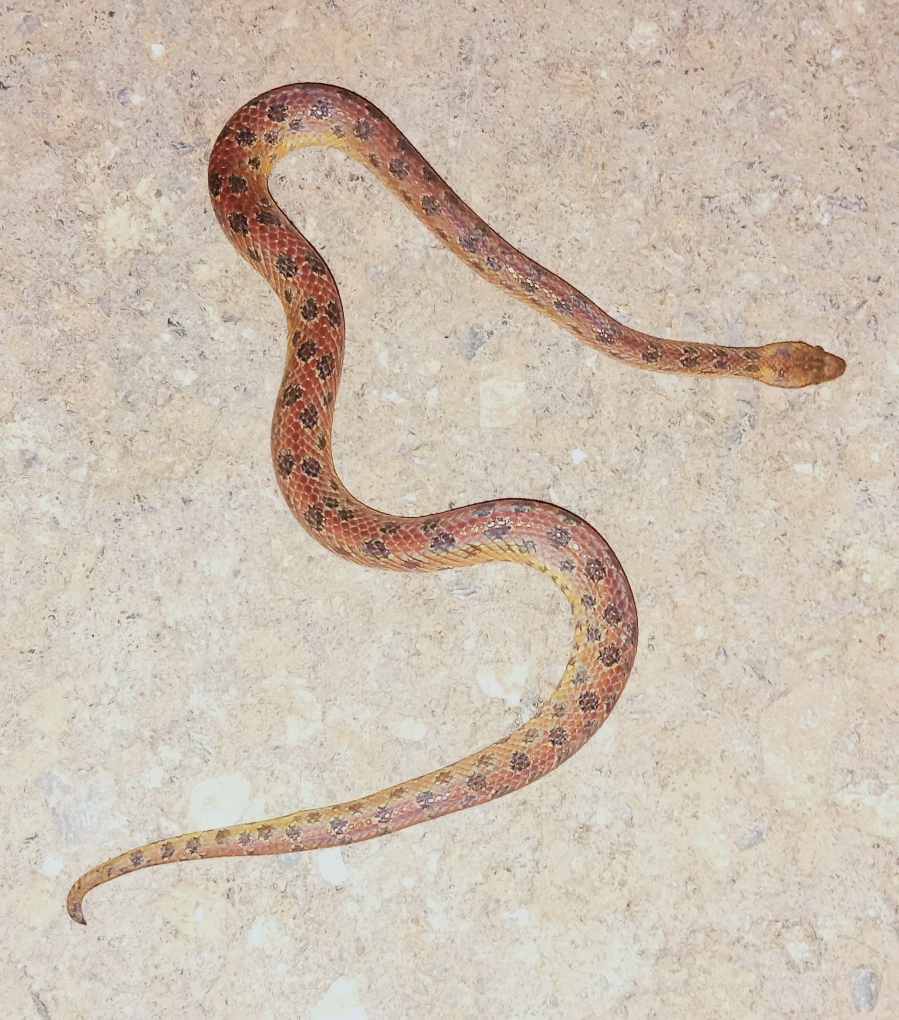 Spotted Dwarf Boa photo 4