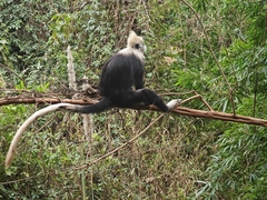 White-Headed Black Langur photo 2