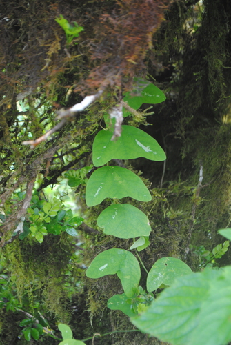 Image of Passiflora colinvauxii by (c) Zihao Wang, some rights reserved (CC BY)