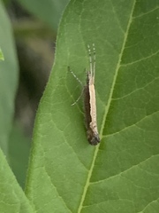Plutella