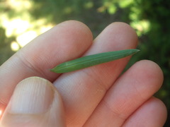 Podocarpus laetus × Podocarpus totara