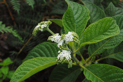 Image of Tournefortia rufosericea by (c) Zihao Wang, some rights reserved (CC BY)