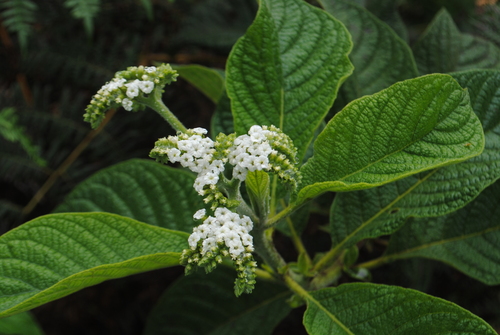 red-haired tournefortia (Tournefortia rufosericea)