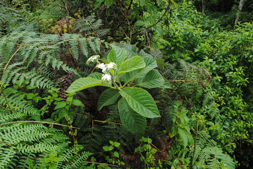 Image of Tournefortia rufosericea by (c) Zihao Wang, some rights reserved (CC BY)