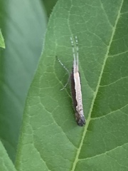 Plutella