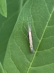 Plutella