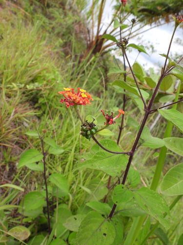 Image of Lantana horrida by (c) Laia Gaitán-Botero, some rights reserved (CC BY)