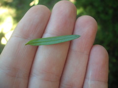 Podocarpus laetus × Podocarpus totara