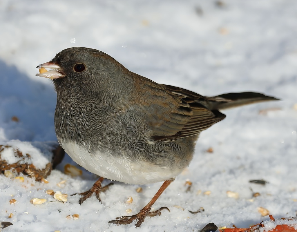 Dark-eyed Junco from St. Catharines, ON, Canada on January 16, 2024 at ...