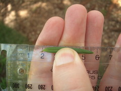 Podocarpus laetus × Podocarpus totara