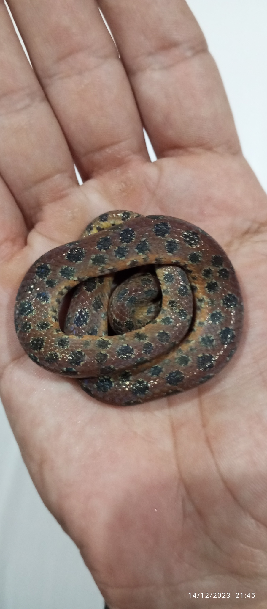 Spotted Dwarf Boa photo 5