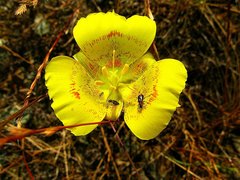 Calochortus luteus