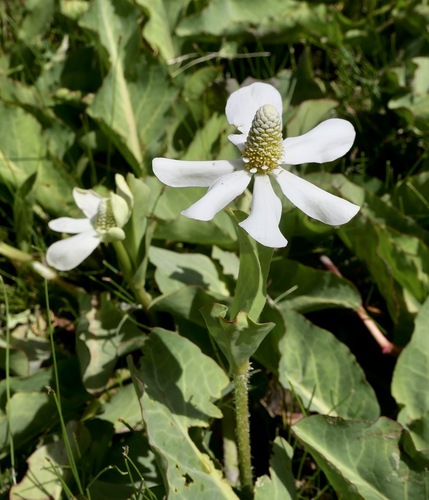 Yerba mansa (Anemopsis californica)