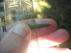 Podocarpus laetus × Podocarpus totara