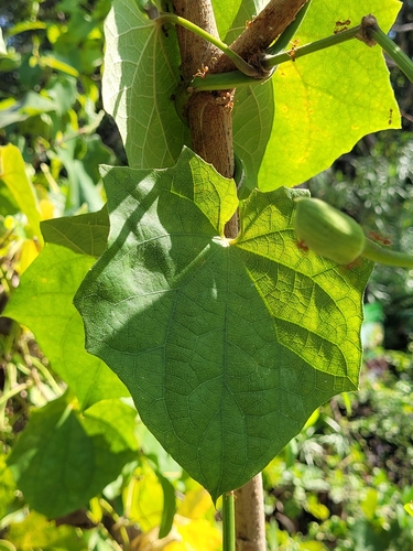 Foto de Tumbérgia