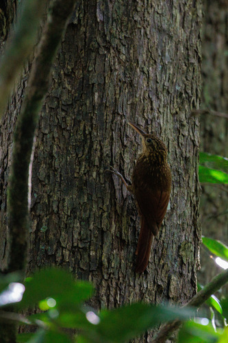 Ceara Woodcreeper (Xiphorhynchus atlanticus), photo 2