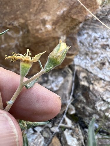 Image of Mentzelia oreophila by (c) Steve Matson, some rights reserved (CC BY)