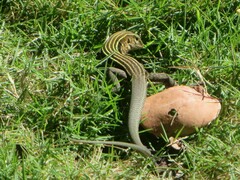 Hispaniolan Giant Ameiva