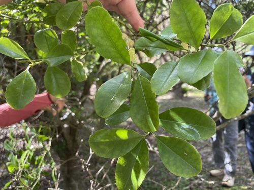 Ilex maximowicziana iNat (3)