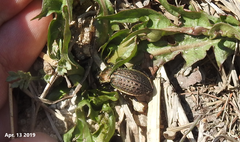 Carabus tuberculosus
