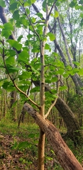 Ginkgo biloba