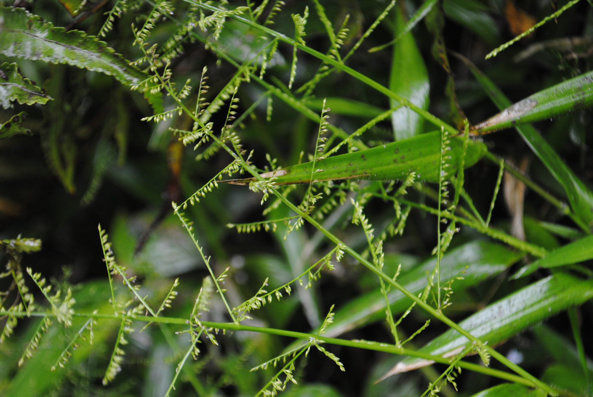 Bolivian Panicgrass (Rugoloa polygonata)