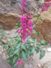 Penstemon clevelandii clevelandii