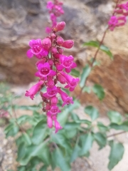 Penstemon clevelandii clevelandii