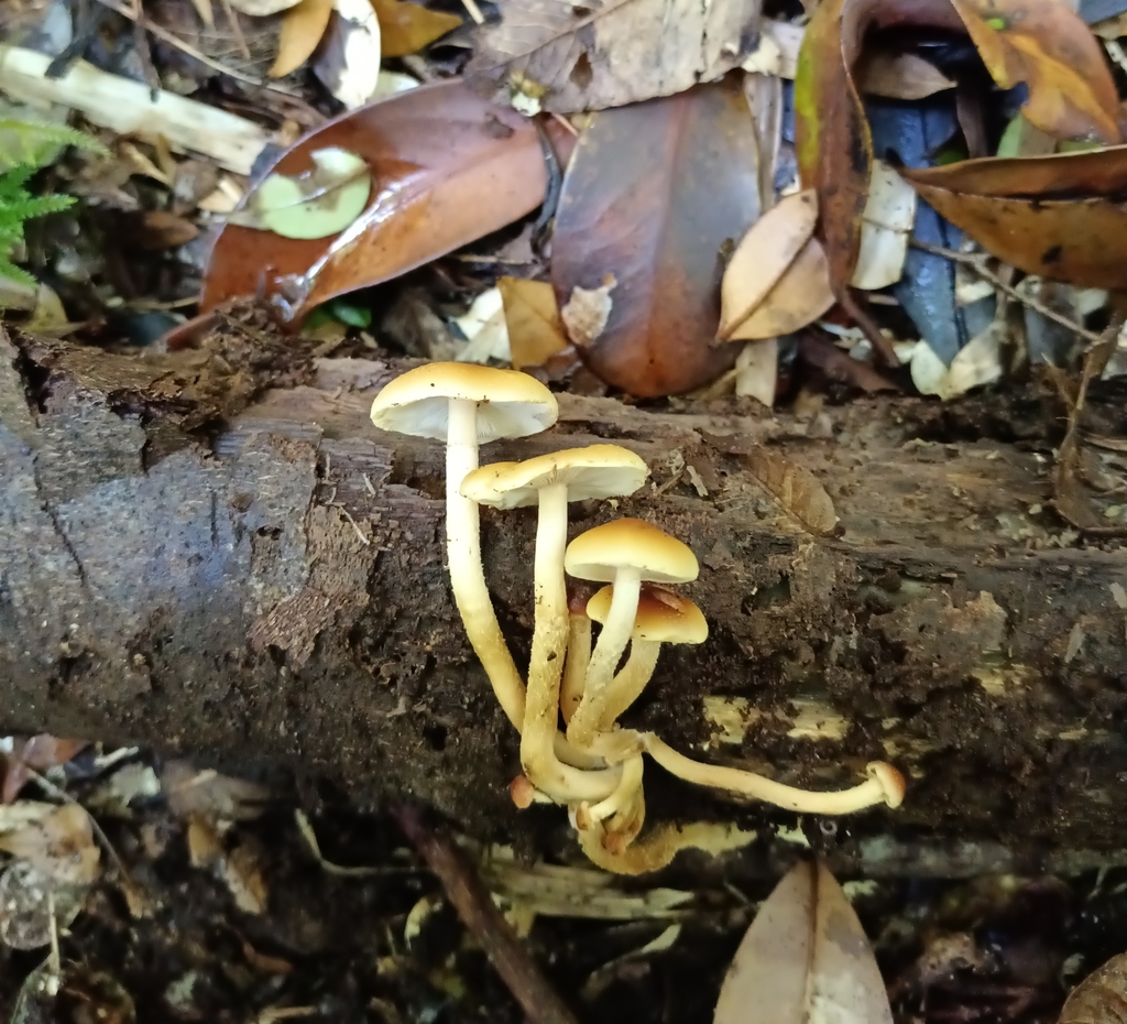 Hypholoma frowardii · January 2024 · photo: © sur_endemico (iNaturalist, cc-by-nc)